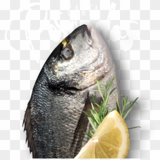 Oily Fish Clipart