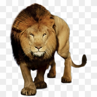 Leao Em Png - Rosto De Leão Png Clipart
