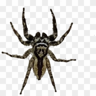 #spider #spiders #araña #arañas - Araneus Cavaticus Clipart