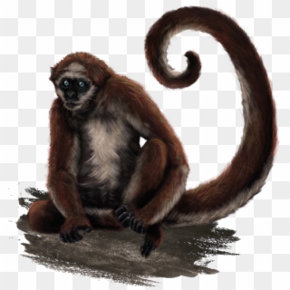 Mono Araña - - Great Ape Clipart