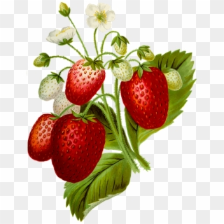 Discover Ideas About Strawberry Plants - Strawberries Plant Png Clipart