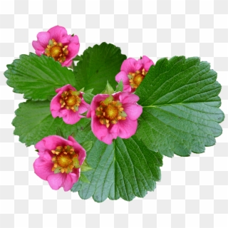 Flowers Pink Strawberry Plant - Begonia Clipart