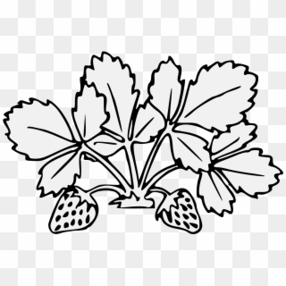 Details, Png - Strawberry Plant Png Black And White Clipart