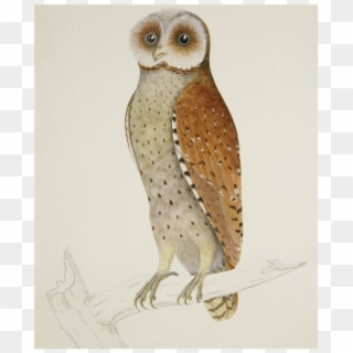 Warna Lukisan Burung Hantu Clipart