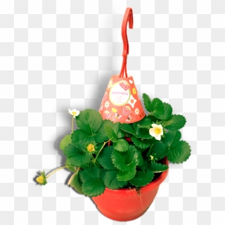 Aardbeienplant 22cm Hangpot Productfoto Wit Shadow - Flowerpot Clipart
