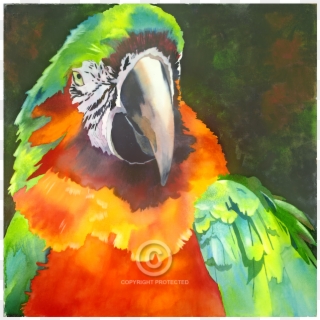 Anne Abgott Gallery - Macaw Clipart