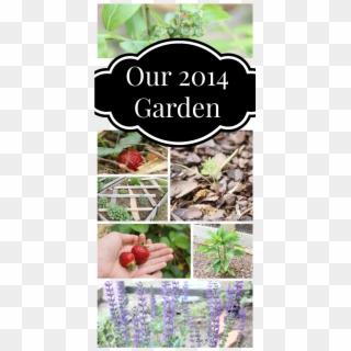 Our 2014 Garden - Strawberry Clipart