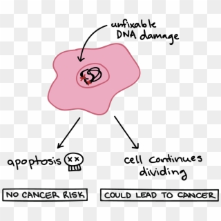 When Cells Have Dna Damage But Fail To Undergo Apoptosis, - Apoptosis Examples Clipart