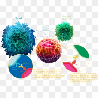 A Camouflaged Attack - Tumor Cell Png Clipart