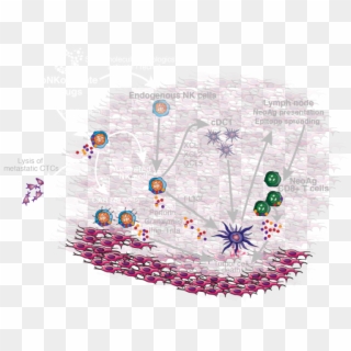 Nk Cell Biology And Cutting Edge In House Screening - Illustration Clipart