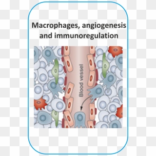 Image Macrophages Angiogenesis - Pro Angiogenic Macrophages Genes Clipart