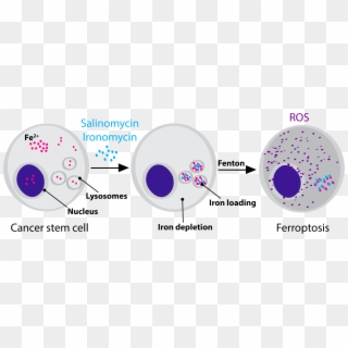 Salinomycin Targets Mesenchymal Cancer Cells By Sequestering - Lysosomes Cancer Cell Clipart