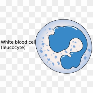 Picture Black And White File Diagram Of A Leucocyte - White Blood Cells Diagram Clipart