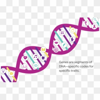 Dna Structure Clipart Genetic Trait - Dna Chromosome Gene Clipart - Png Download
