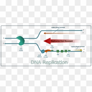 Dna Clipart Dna Replication - Dna Replication No Background - Png Download