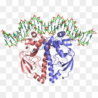 Dna Structure Clipart Protein Structure - Protein Structure High Resolution - Png Download