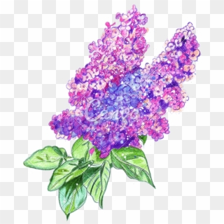 Jpg Free Library Hand Drawing Of A Watercolor Lilac - Hand Drawn Watercolor Png Clipart