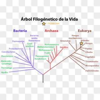 Arbol De La Vida - Phylogenetic Tree Clipart