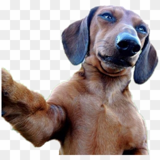 #dog #selfie #dogselfie - Selfie Stick With Animals Clipart