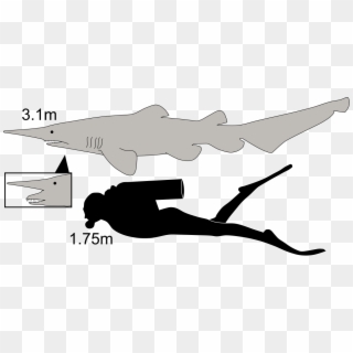 Goblin Wikipedia - Goblin Shark Compared To Human Clipart