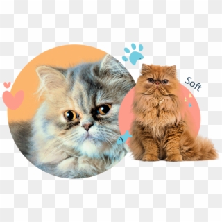 Persian Cats - Different Types Of Cats Clipart