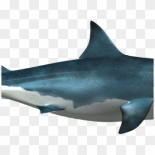 Shark Clipart
