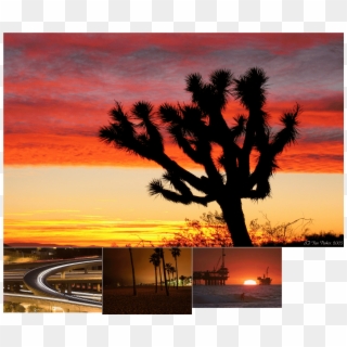 Car Atlas - Beautiful Sunset Joshua Tree Clipart