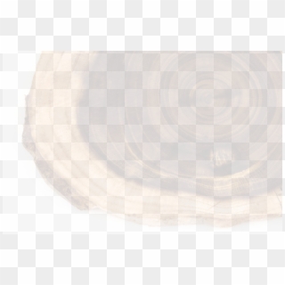 Tree Rings , Png Download - Wood Clipart