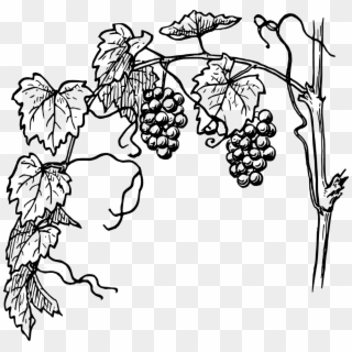 Grapes Vine Clipart - Vine With Branches - Png Download