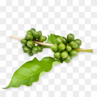 Prozis Green Coffee Extract - Fig Clipart