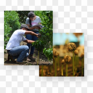 People Examining The Coffee Trees - Collage Clipart