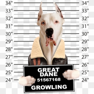 Very Cool Great Dane Mug Shot Funny Dog Art Long Sleeve - Dog Yawns Clipart