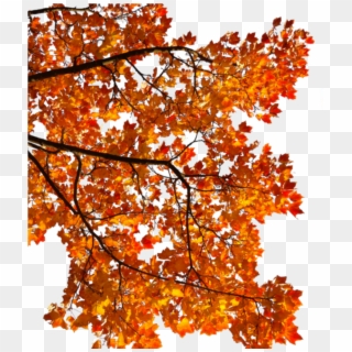 #mq #tree #orange #leaf #autumn #fall - Autumn Tree Branch Png Clipart