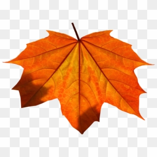 Orange Leaf Png Clipart