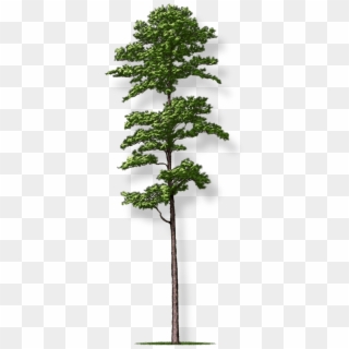 Tree Height - Pond Pine Clipart