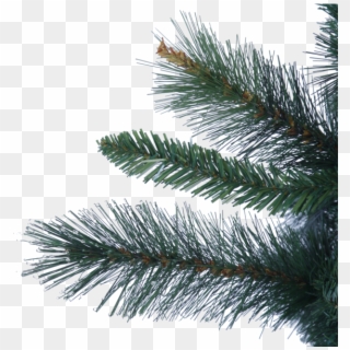 Christmas Tree Halifax - Julgran Halifax Clipart