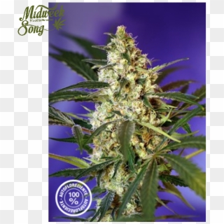 Sweet Seeds Fast Bud Marijuana Seeds - Fast Bud 2 Clipart