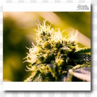 Dank Bud Weed Sticker - Grevillea Clipart
