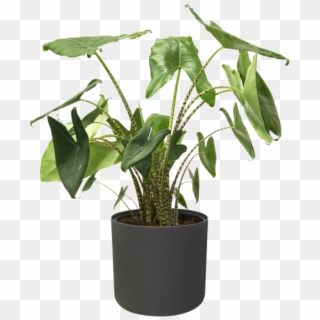 Home > Collection > B - Houseplant Clipart