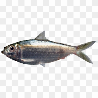 Harengula Clupeola - Coregonus Lavaretus Clipart