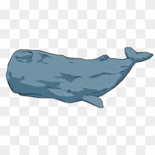 What Is Photo-identification - Blue Whale Clipart