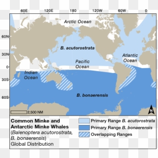 Minke Whale Global Distribution - Antarctic Minke Whale Migration Map Clipart