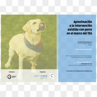 Perro En El Marco Del Tea” - Labrador Retriever Clipart