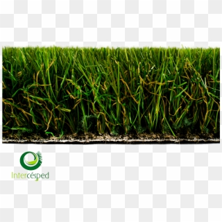 Cesped Artificial Galatea - Grass Clipart