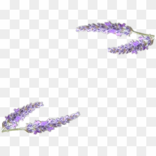 Lavender - Lavande Dessin Png Clipart