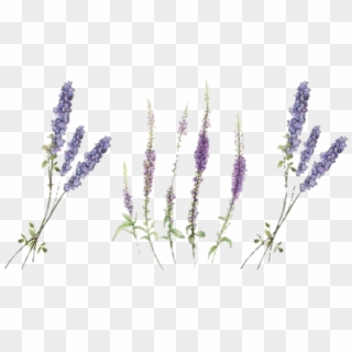 #lavander #lavender #freetoedit #flowers #flower #wildflower - 薰衣草 刺青 Clipart