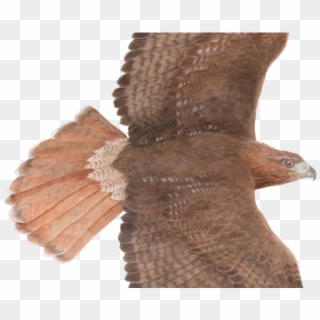 Drawn Hawk Red Tail Hawk - Turkey Clipart