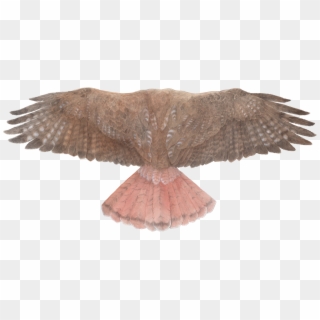 Red-tailed Hawk Wings - Red Tailed Hawk Top View Clipart