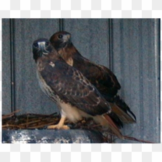 / - Red-tailed Hawk Clipart