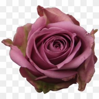 Lavander Roses - Garden Roses Clipart